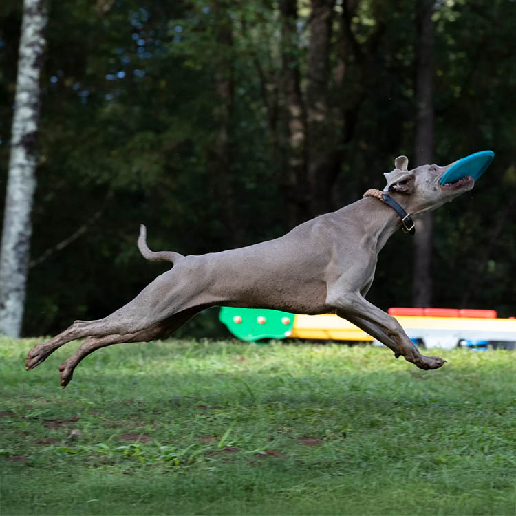 Frisbee till hunden