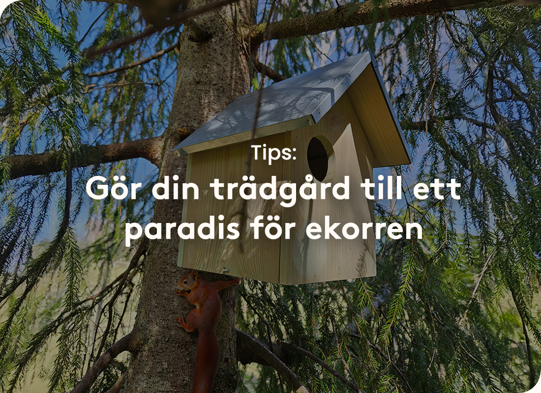 Ekorrhus till trädgården